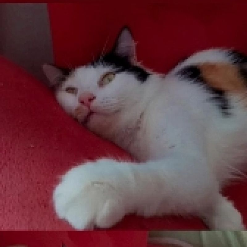 Letícia picture