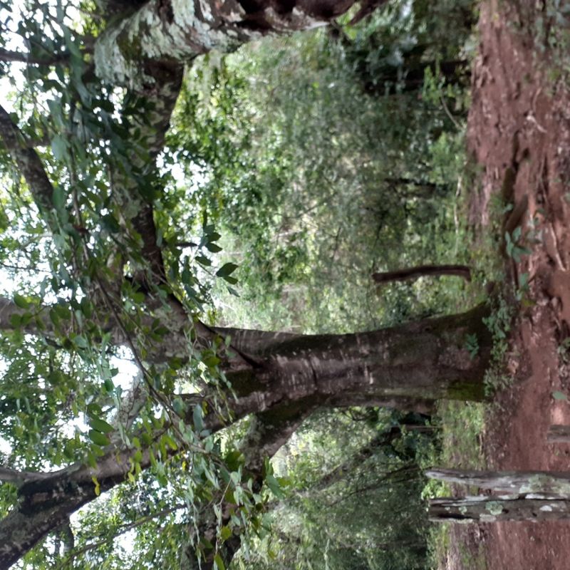 Laysla picture