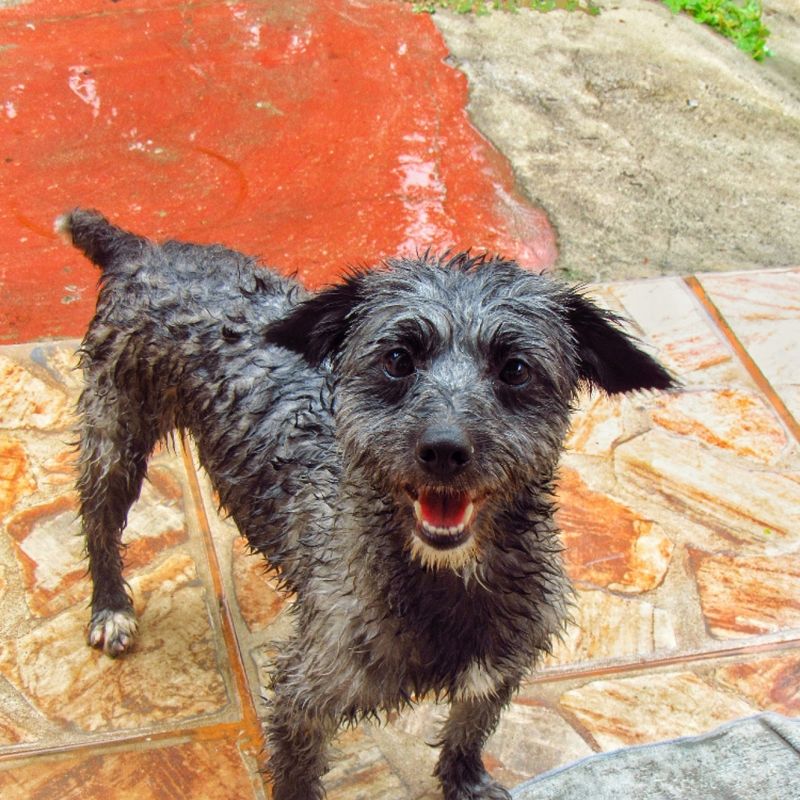 Heitor picture