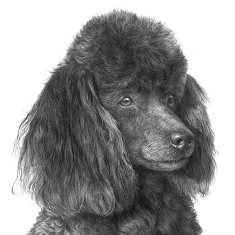 Poodle picture