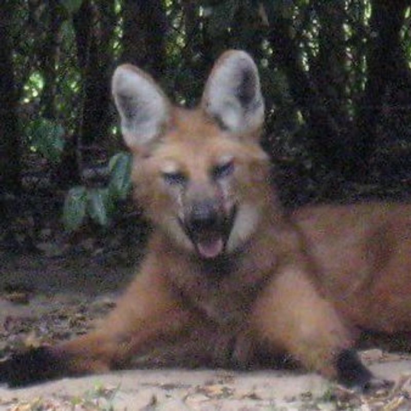 Xinim xinim picture