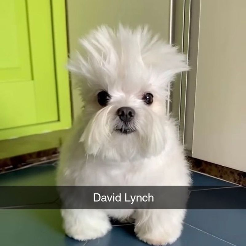 David Lynch picture
