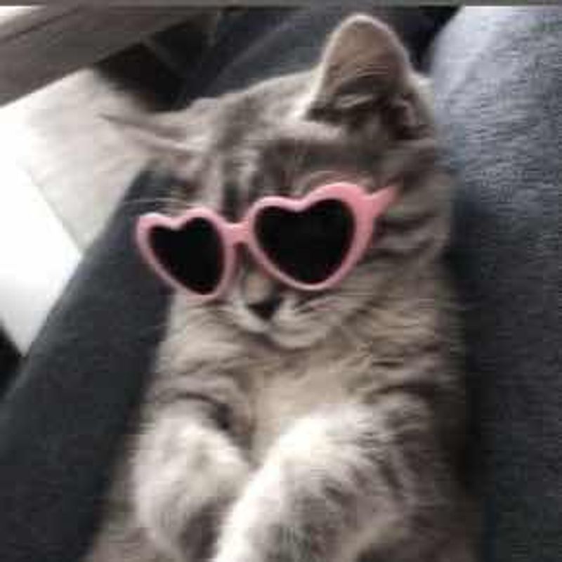Kitty picture